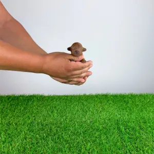 Poodle Toy - Zoci