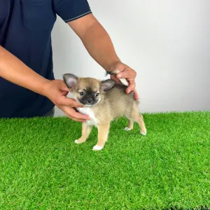 Chihuahua - Kimi