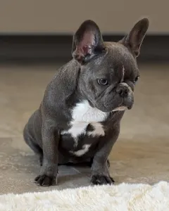French Bulldog - Alinda