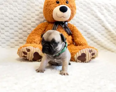 Francia bulldog - Herkules