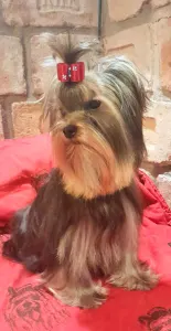 Yorkshire Terrier - Shining Armor (just Show And Breeding)