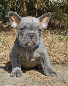 French Bulldog - Sam Silver Blue