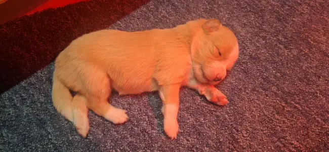 Border Collie - Aranyhaj