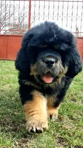 Tibetan Mastiff - Athena