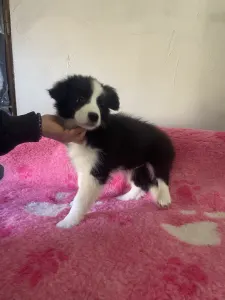 Border Collie - Fekete Szuka/ Female- Lilac Collar