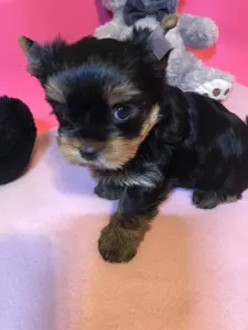 Yorkshire Terrier - Olivér