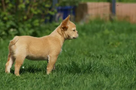 Bouledogue français - Pepper