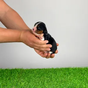 Кавалер кинг-чарльз-спаниель - Marie