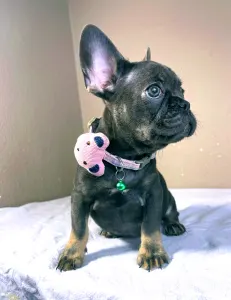 French Bulldog - Stella