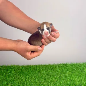 Pembroke Welsh Corgi - Yana