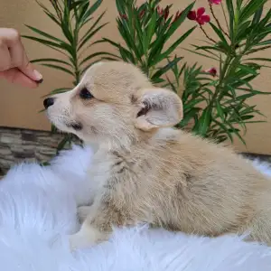 Welsh Corgi Pembroke - Candy