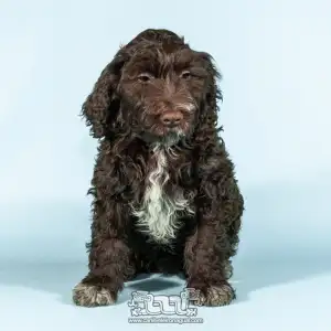 Portuguese Water Dog - Maltesers Do Veleiro Nagual