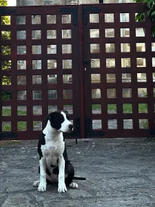 Amerikai staffordshire terrier - Blackburn Of Fianna Team