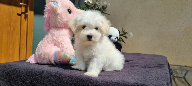 Maltipoo - Toffee