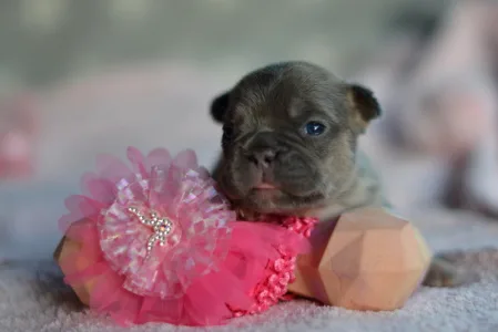 Französische Bulldogge - Ruby