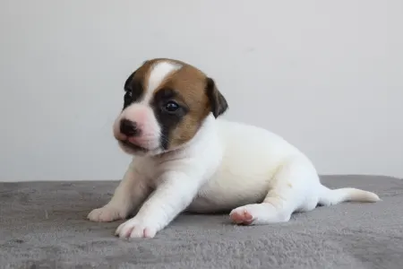 Jack Russell Terrier - Xantos