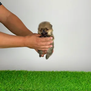 Pomeranian - Tio