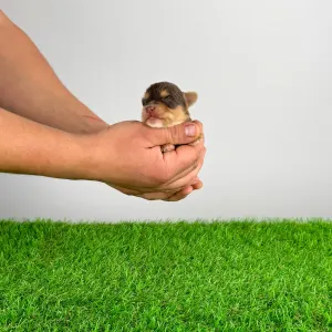 Yorkshire Terrier - Lemoro