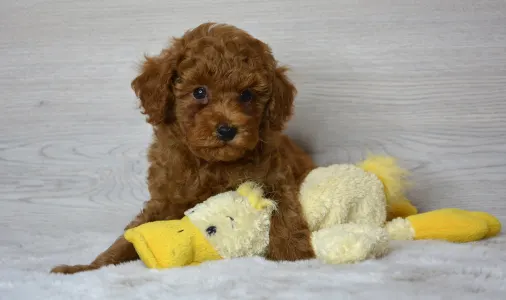 Poodle Toy - Theo