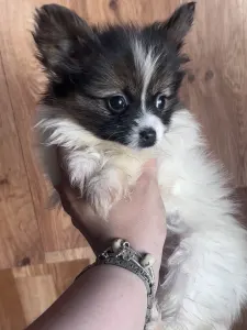 Papillon - Antoanette