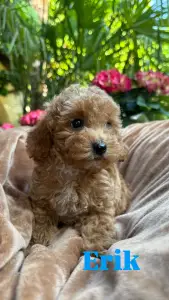 Poodle Miniature - Erik