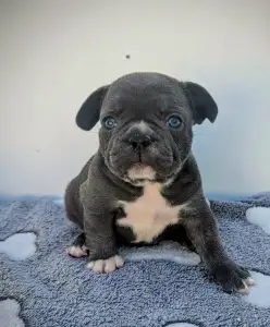 French Bulldog - Arthur