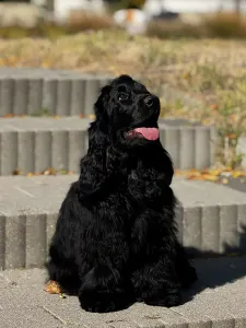 Englischer Cocker Spaniel - Jack