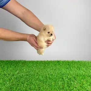 German Pomeranian Spitz - Usha