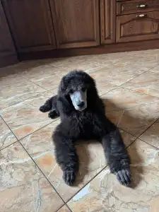 Poodle Standard - Giant Miracles Cronos The Supreme Star Of Destiny