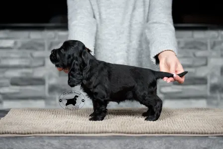 Angol Cocker spániel - La Scale