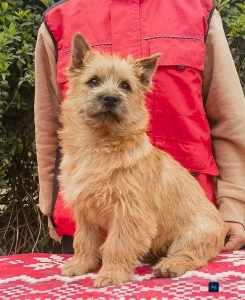 Cairn Terrier - Arnold