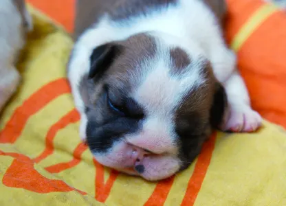 Bulldog - Rengőhegyi-ormán Delilah