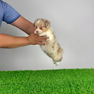 Australian Shepherd - Zetta