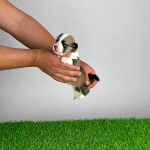 Welsh Corgi Pembroke - Yama