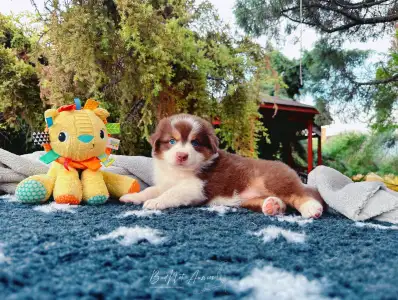 Australian Shepherd - Budnat Aussies Hey Halo Glo