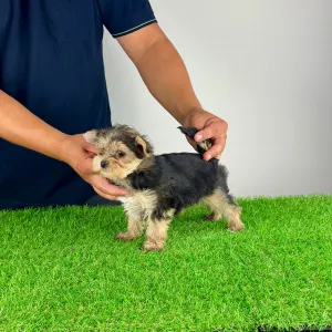 Yorkshire terrier - Error