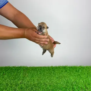 Shiba Inu - Taiyo