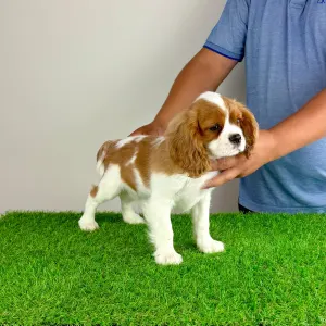 Cavalier King Charles Spaniel - Punk