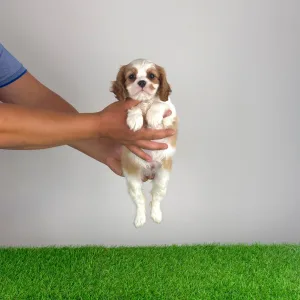 Cavalier King Charles Spaniel - Olympia