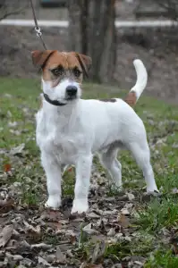Jack russell terrier - Nico