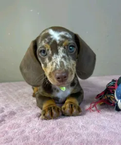 Dachshund - Ronald