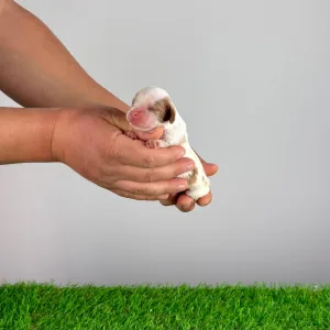 Cavalier King Charles Spaniel - Jakira