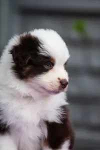 Miniature American Shepherd - Winstead Hottie Valentine