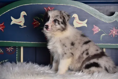 Border Collie - Allegro