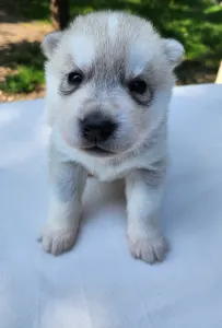 Siberian Husky - Gemma Of Polar Moonlights