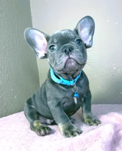 Buldog francuski - Leo