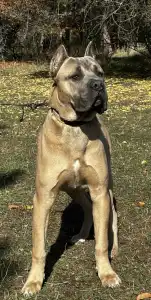Cane Corso Italiano - Timoniere Quintiliano