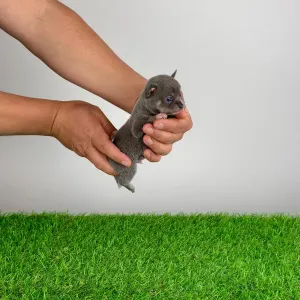 Чихуахуа - Derry