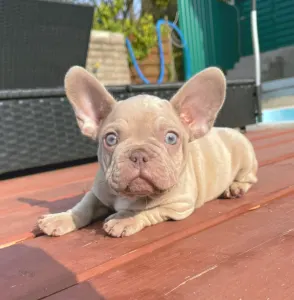 Французский бульдог - Gerald