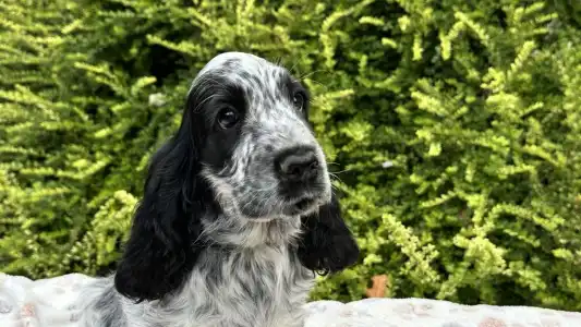 Cocker Spaniel anglais - Sára